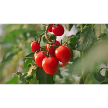 Tomato (13)-693323-25235.webp